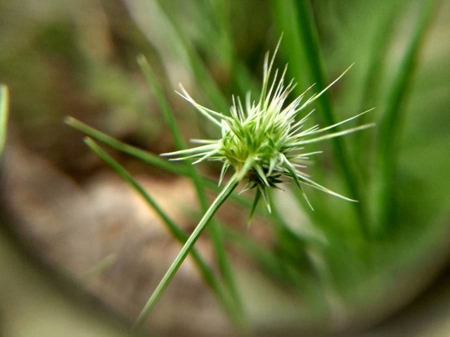Echinaria capitata 10
