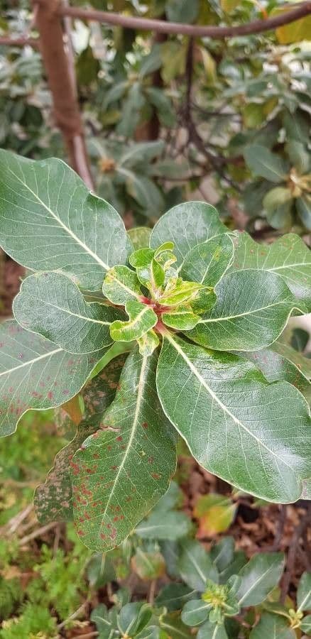 Sideroxylon