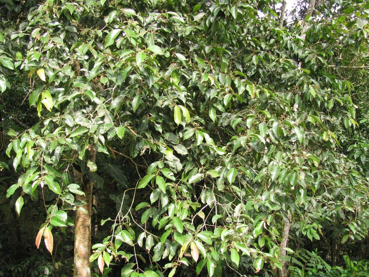 Myrcia 2