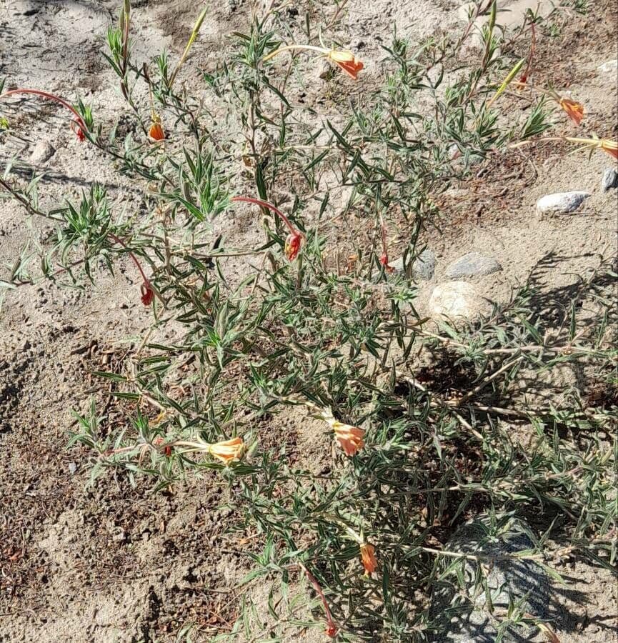 Onagre à fleurs longues 9