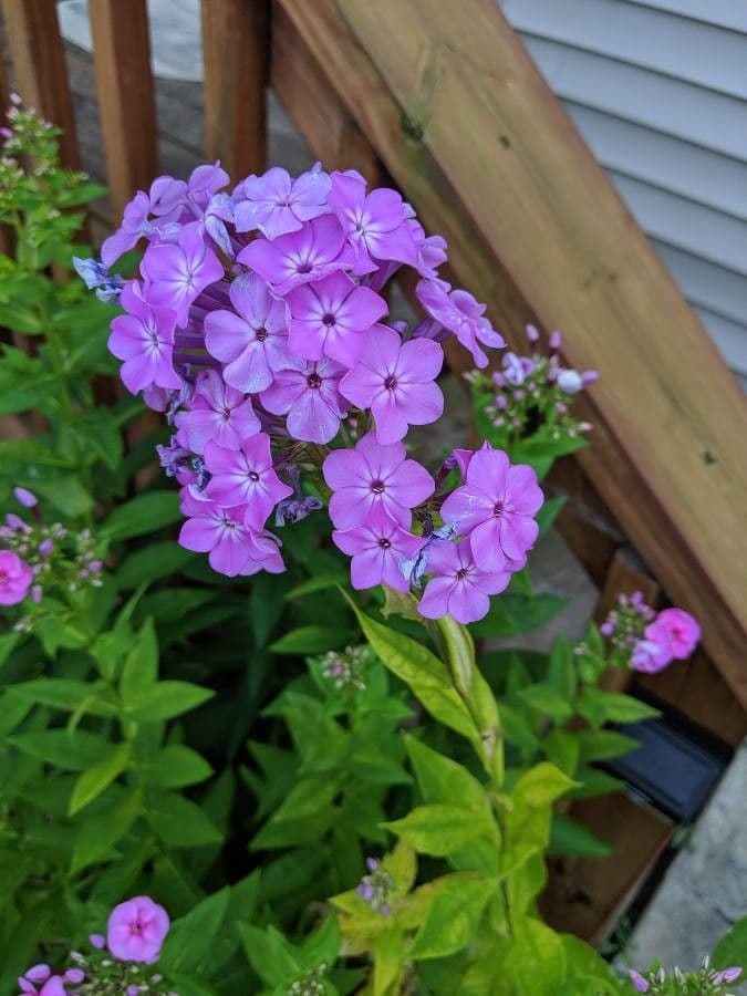 Płomyk karoliński 4