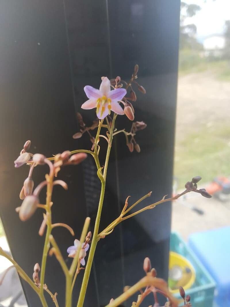Dianella tasmanská 4