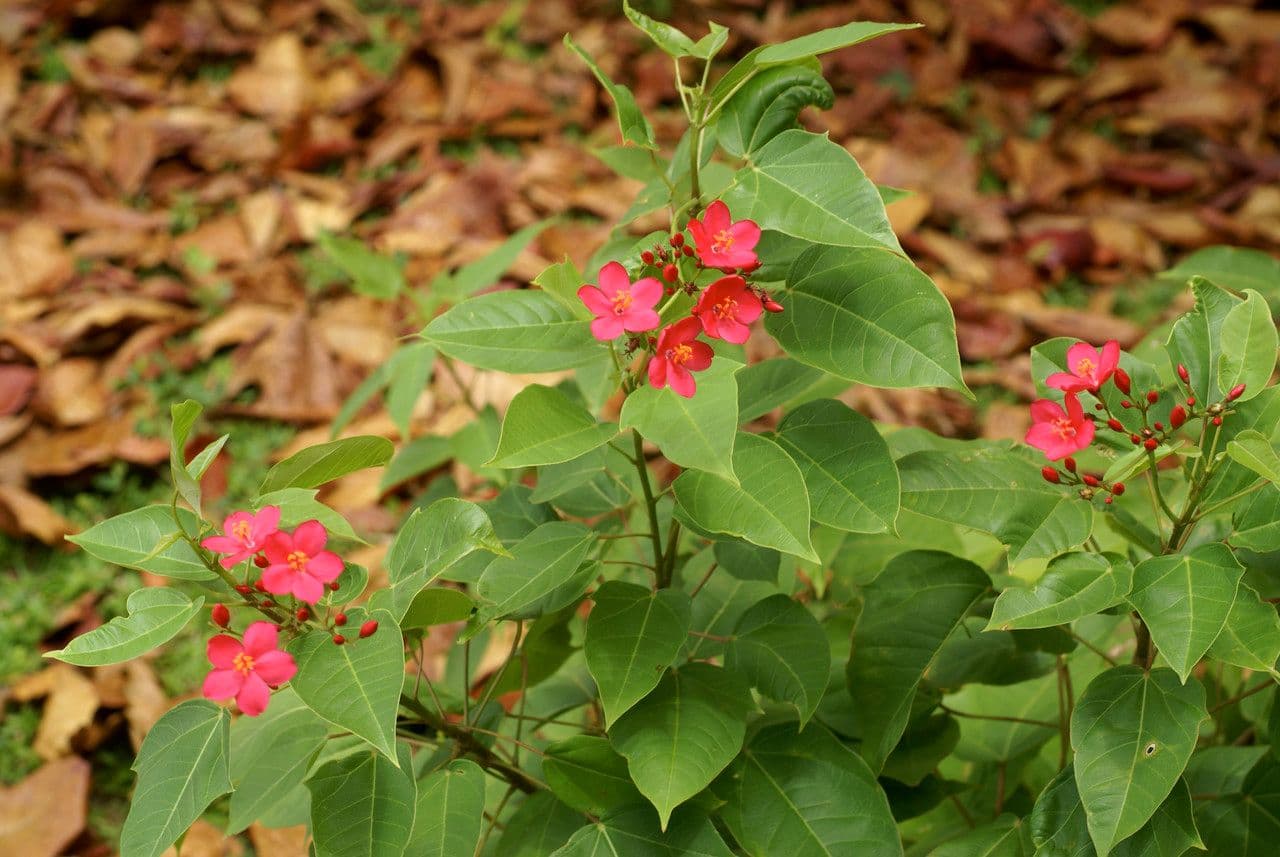 Jatropha integerrima 19