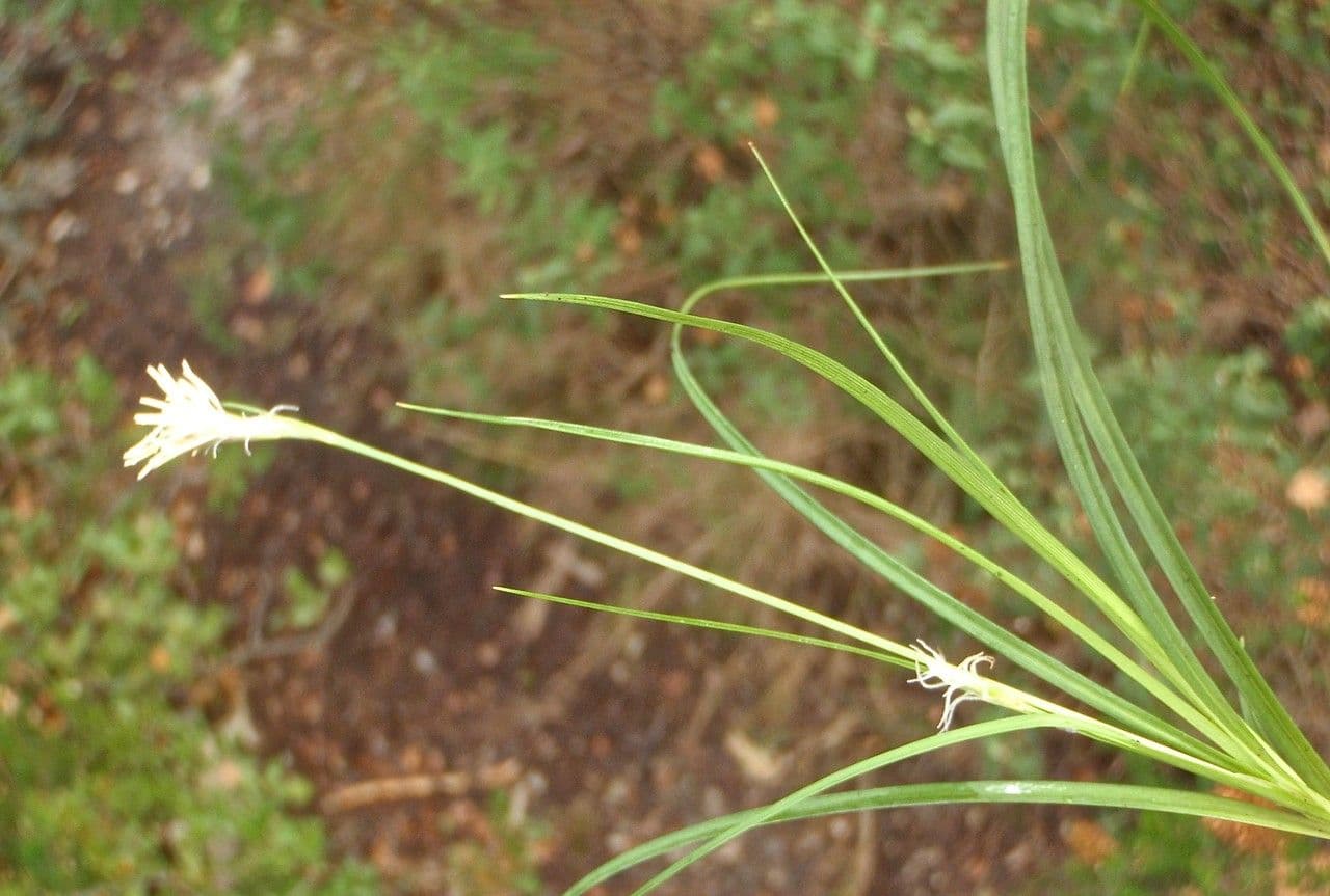 Dwarf sedge 13