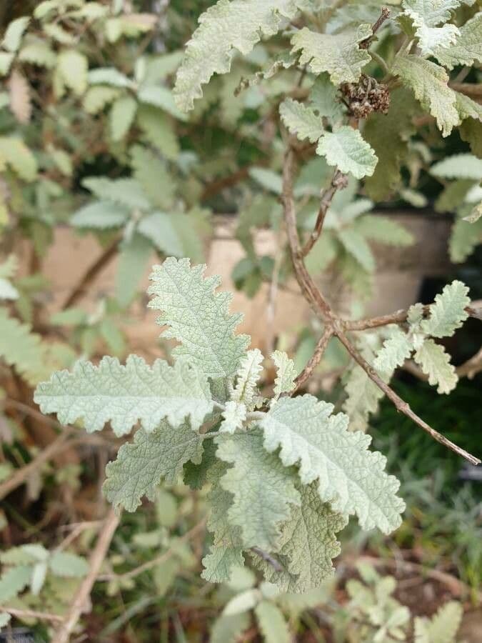 Buddleja 6