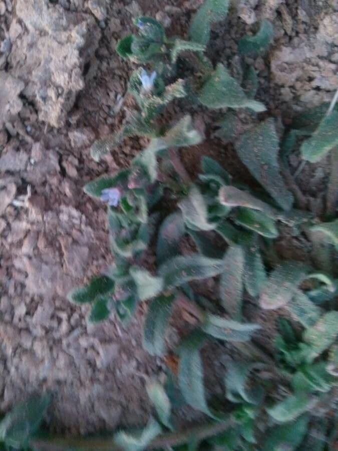 Echium angustifolium 13