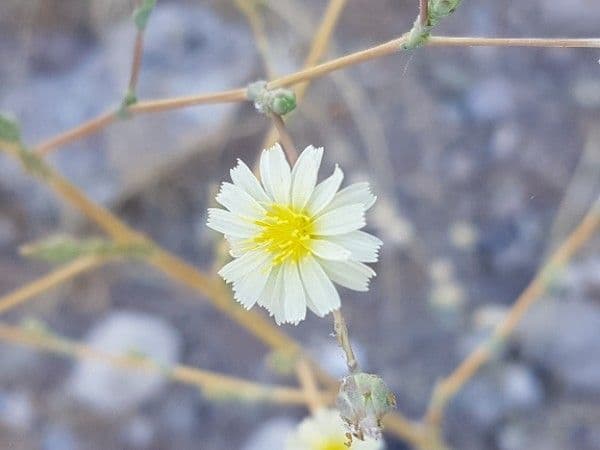 Lattuga selvatica 9