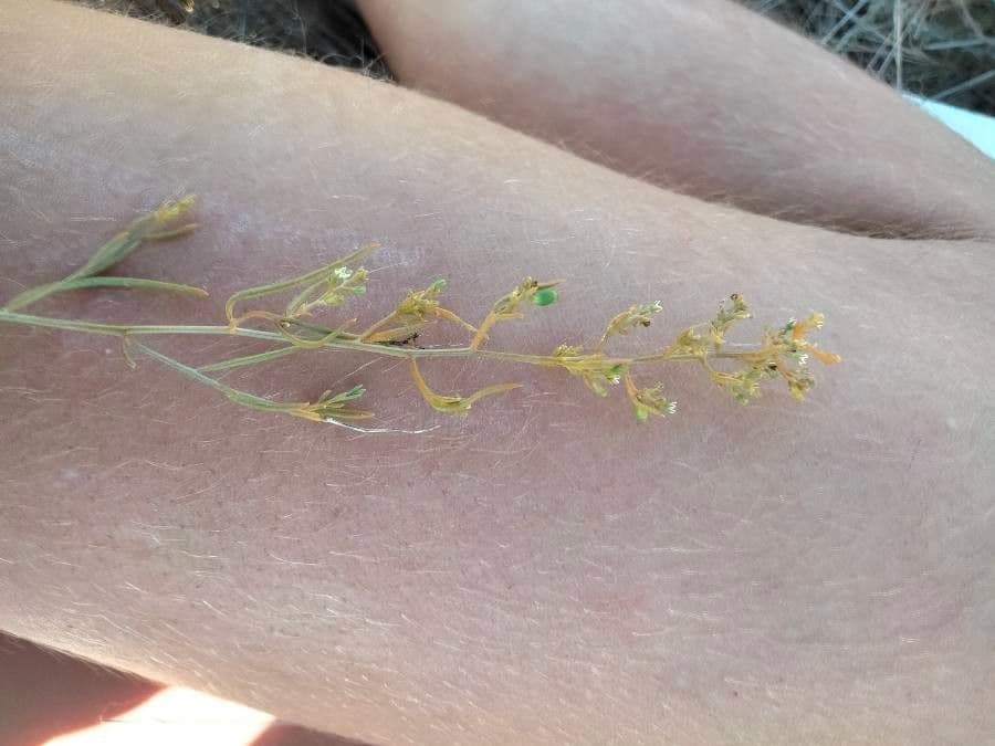 Bastard toadflax 20
