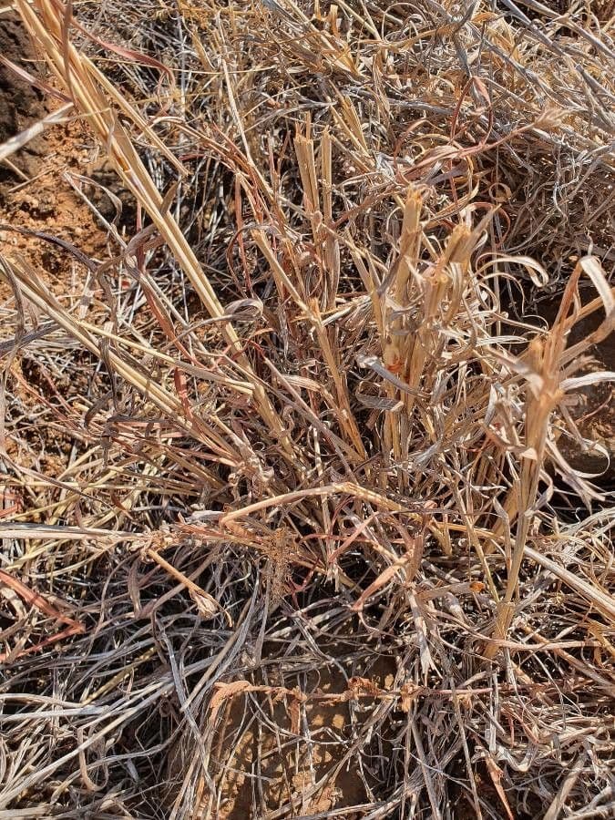 Hyparrhenia 6