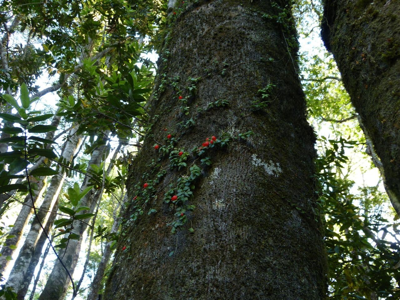 Mitraria 19