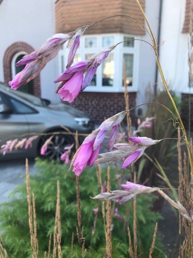 Dierama 5