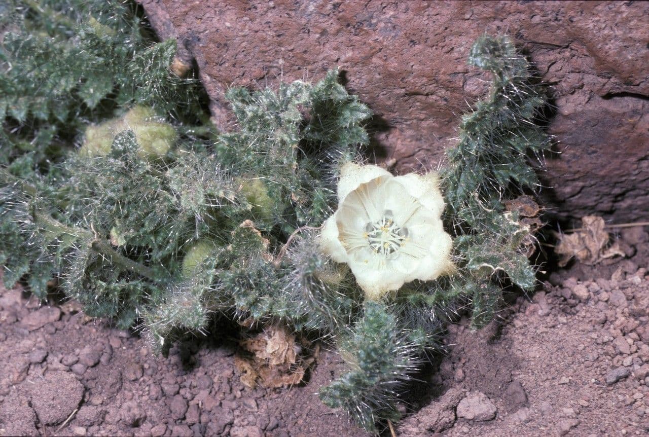 Caiophora