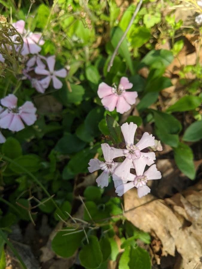 Silene della Carolina 5