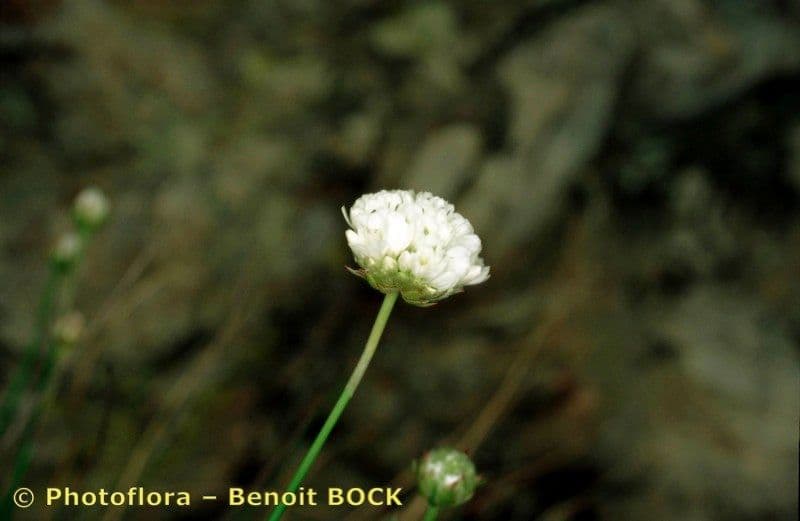 Armeria ruscinonensis 17