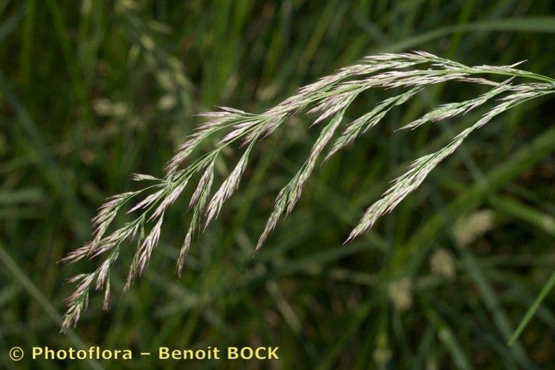 Calamagrostis 4