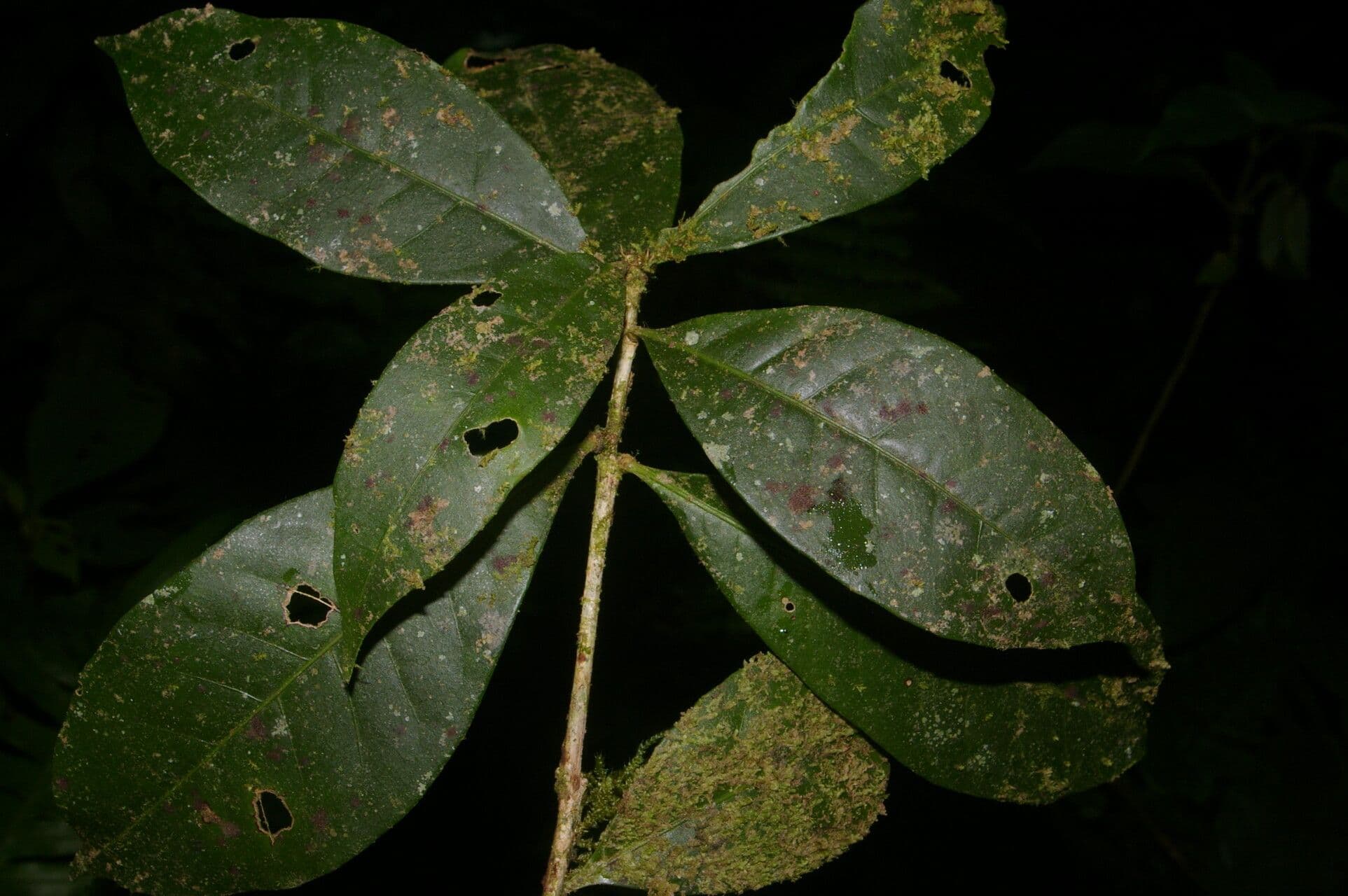 Amphitecna 6