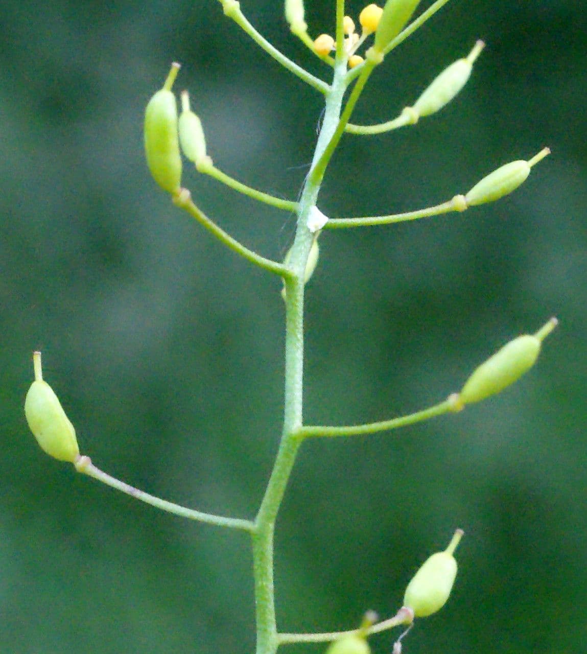 Pyrenäenkresse 5