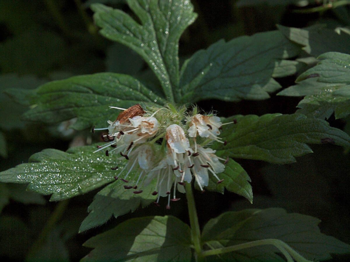 Feuille d'eau de Fendler 8