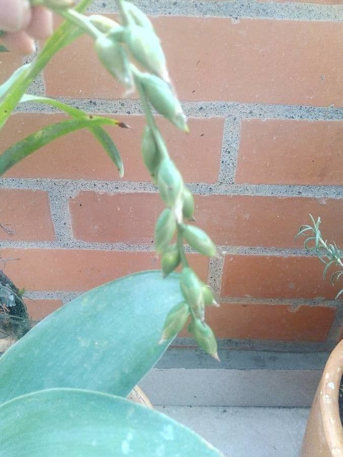 Tillandsia utricolata
