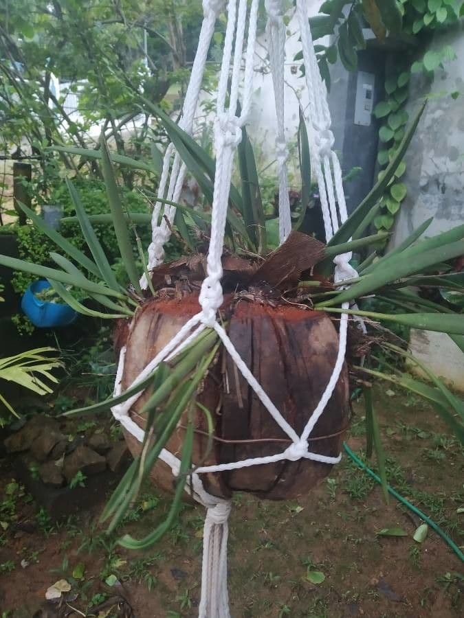 Brassavola 8