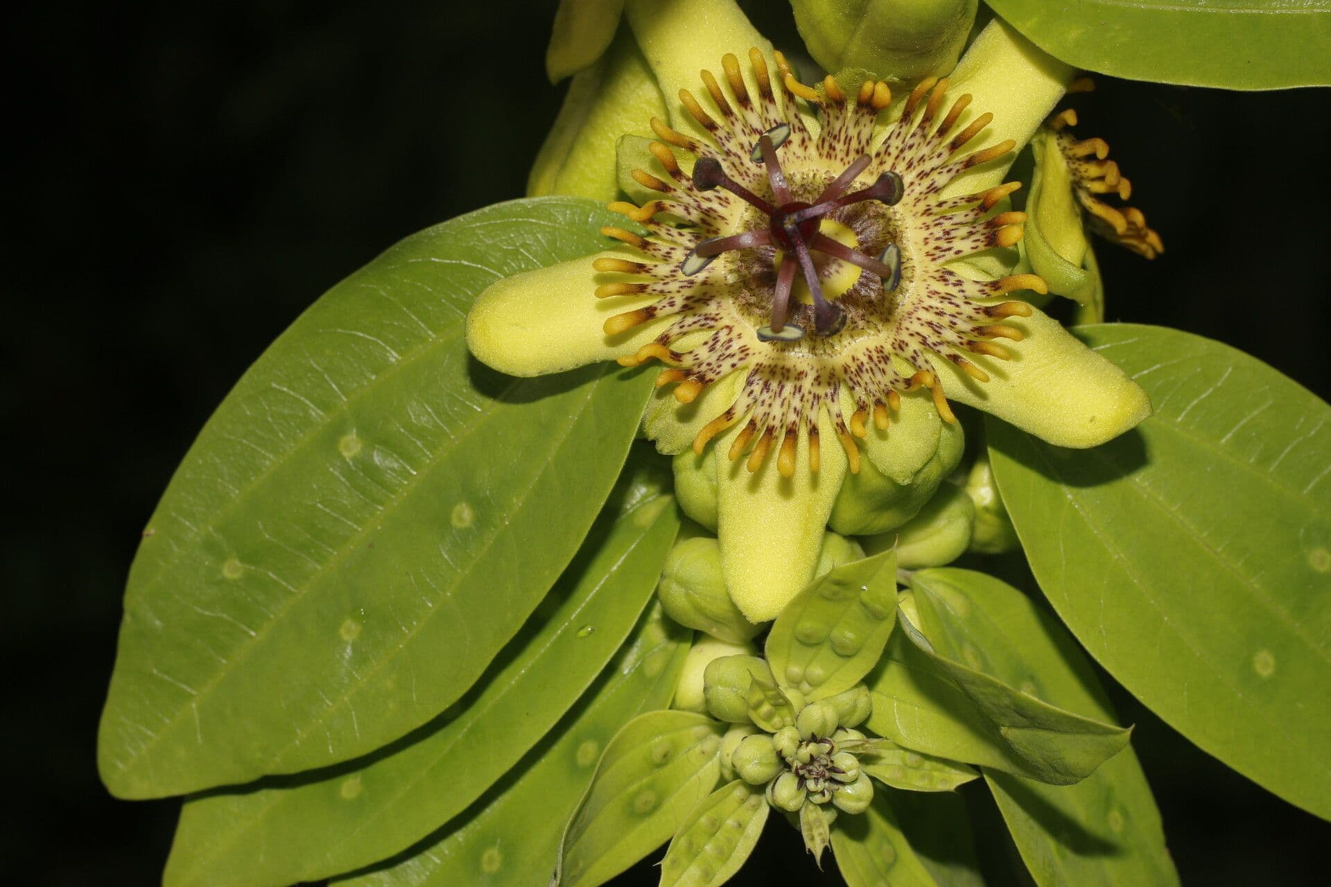 Passiflora 6