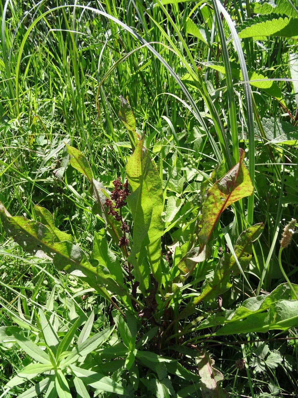 Rumice verticillata 7