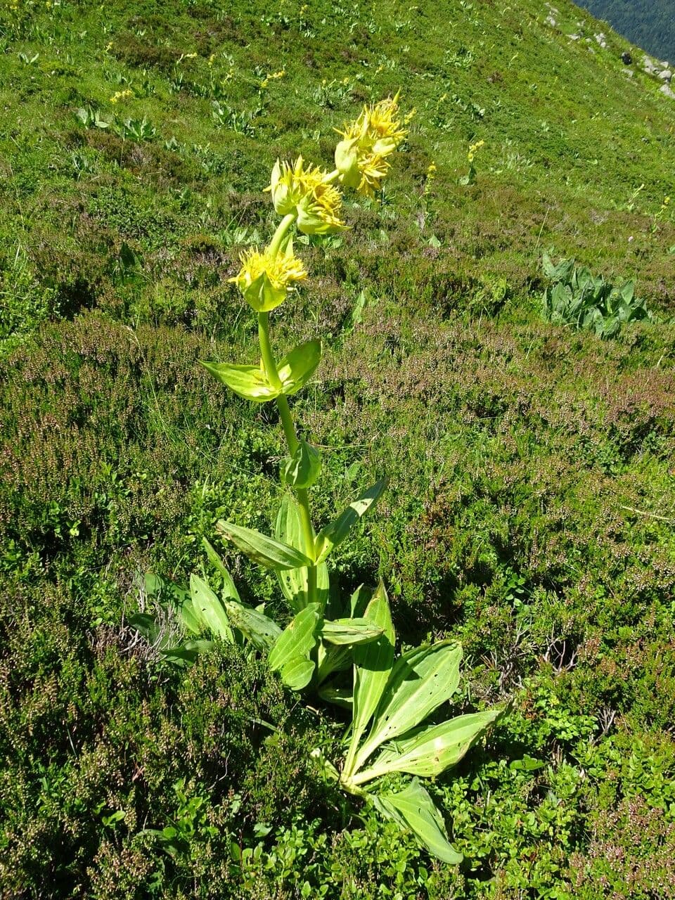 Genziana maggiore 12