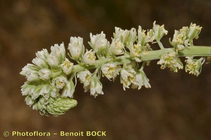 Reseda 6