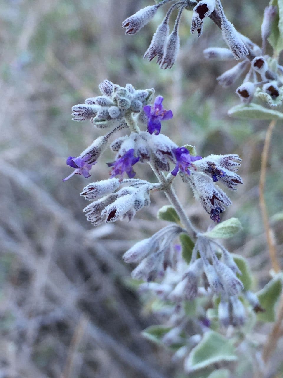 Lavanda del deserto 6