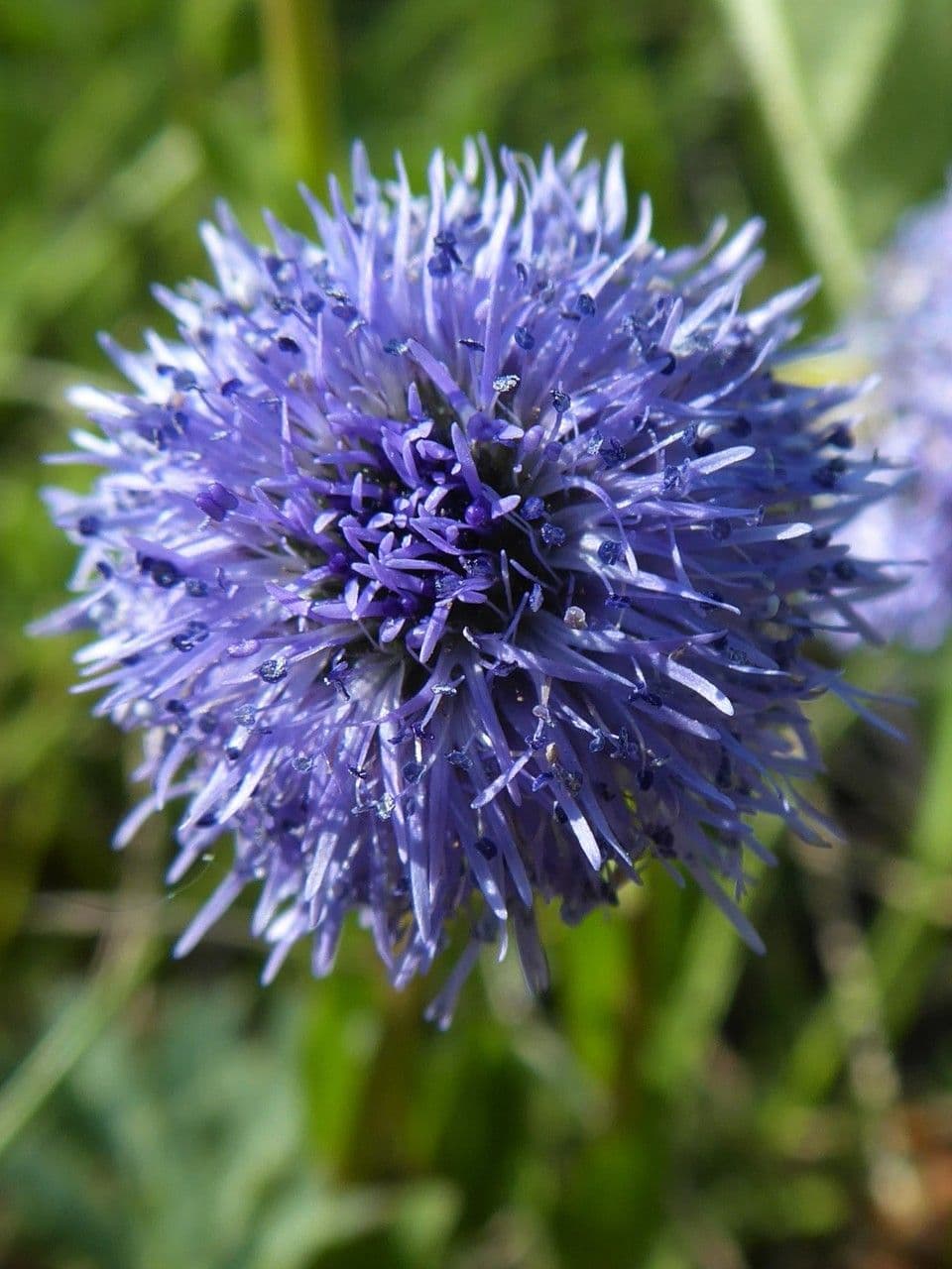 Gewöhnliche Kugelblume