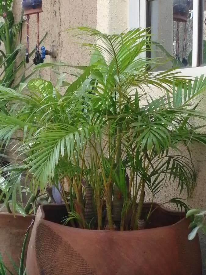 Areca dorée 10