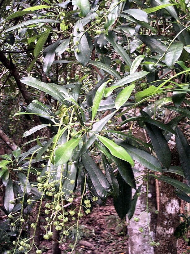 Codiaeum 11