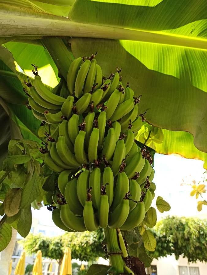Plátano 3