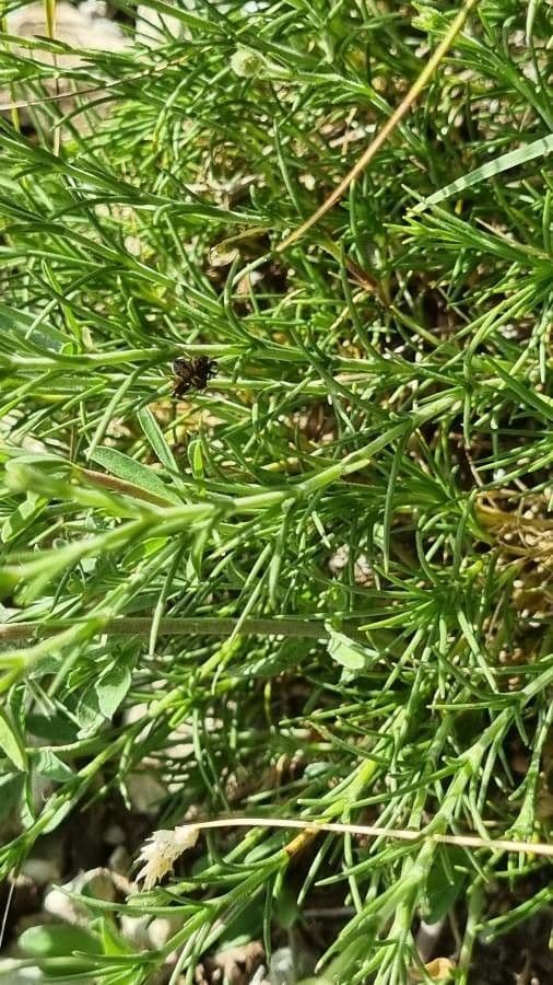 Cherleria capillacea 13