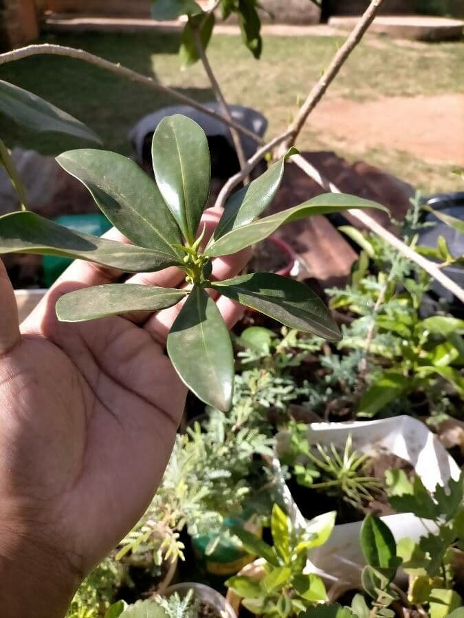 Warburgia 4