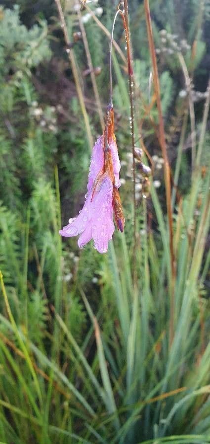 Dierama 4