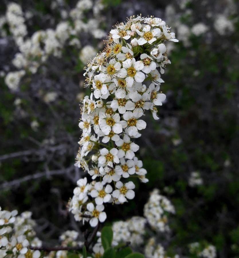 Spirea ipericifolia 5