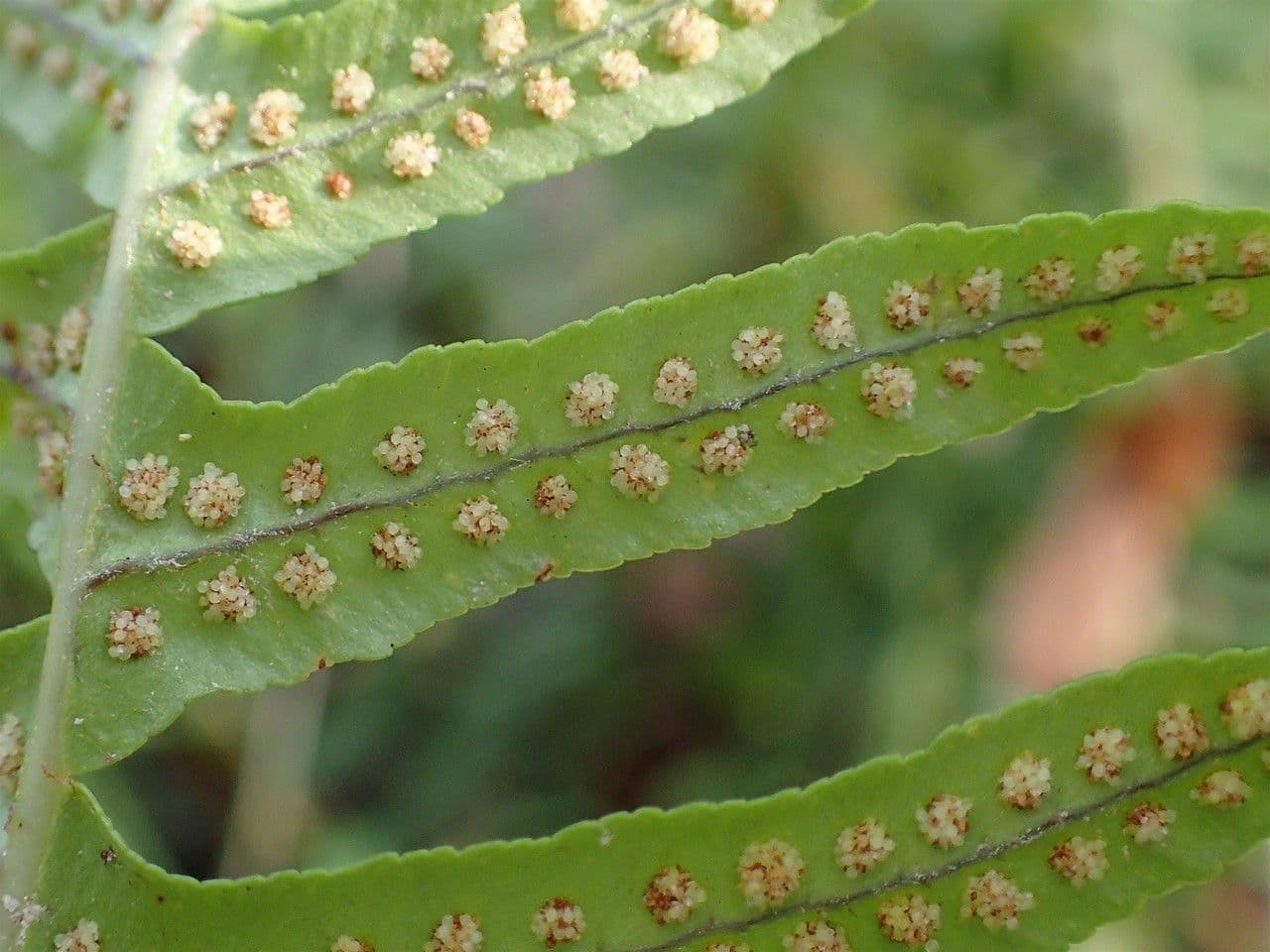 Polypode intermédiaire 3