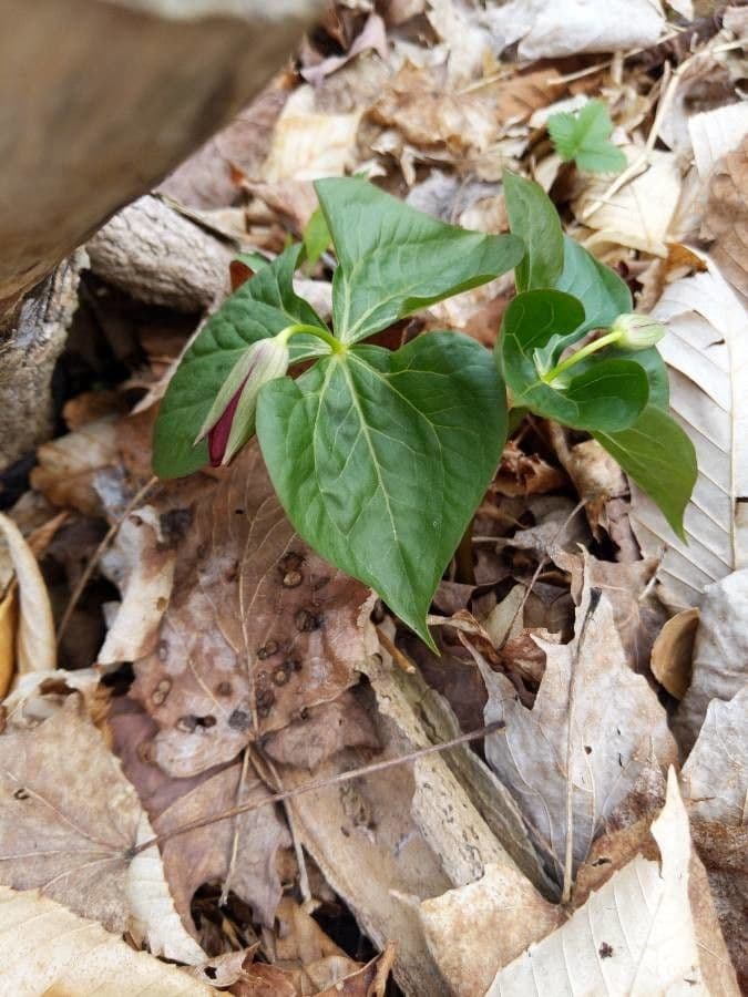 Trillium eretto 20