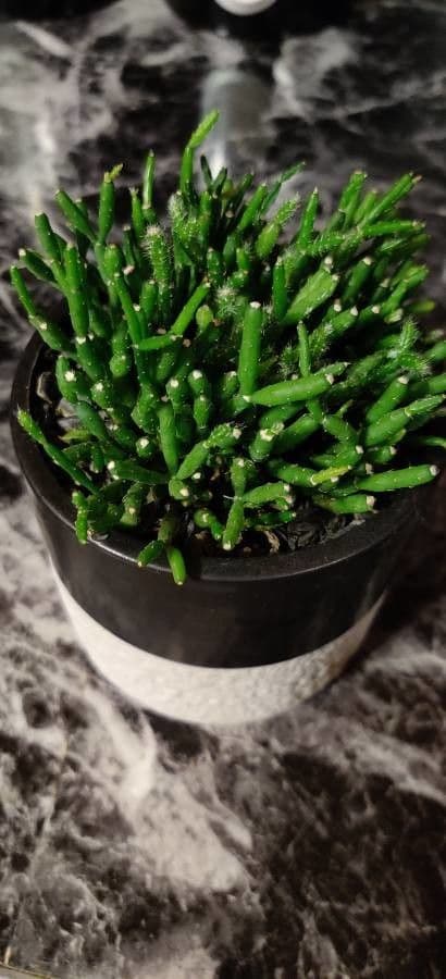 Rhipsalis