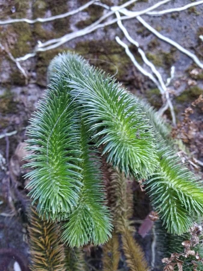 Huperzia squarrosa 9