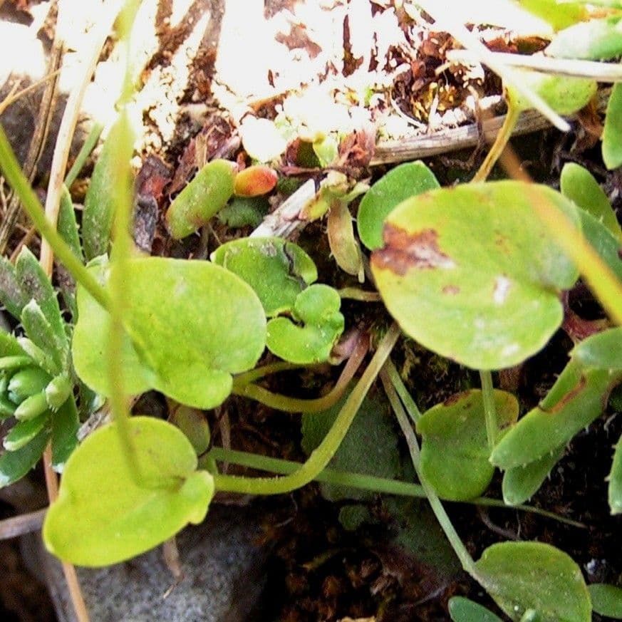 Parnassia 28