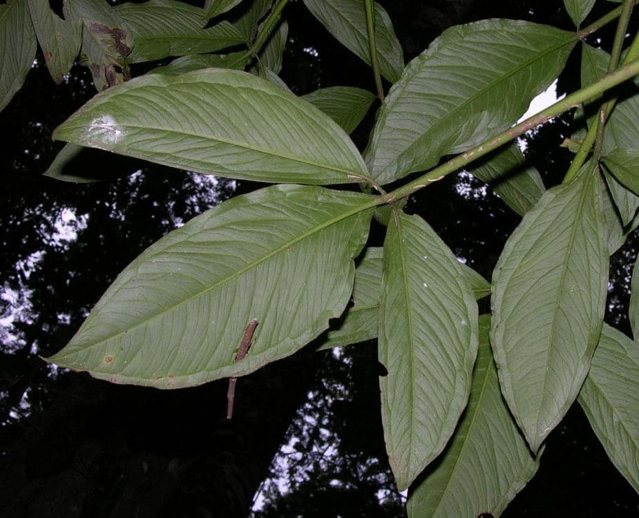 Syngonium 2