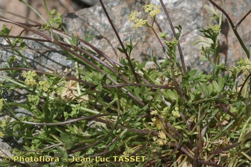 Pimpinella 3