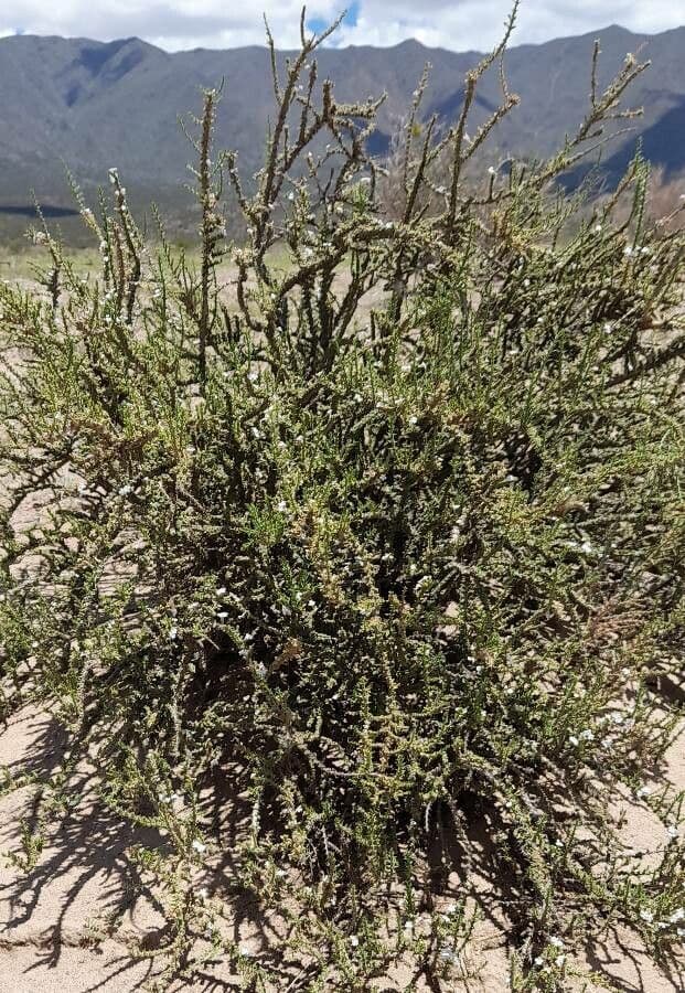 Junellia 8