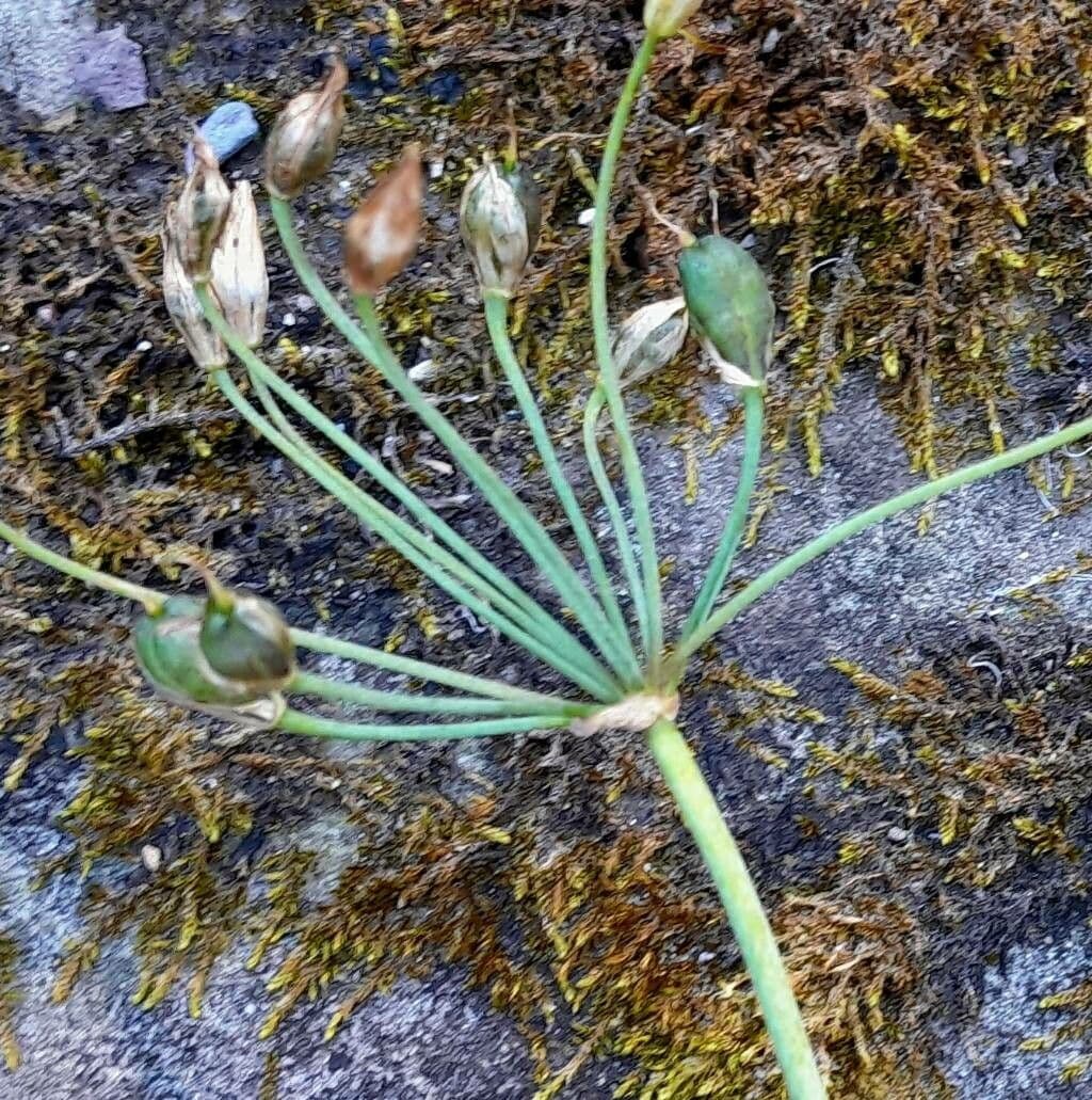 Nothoscordum 2