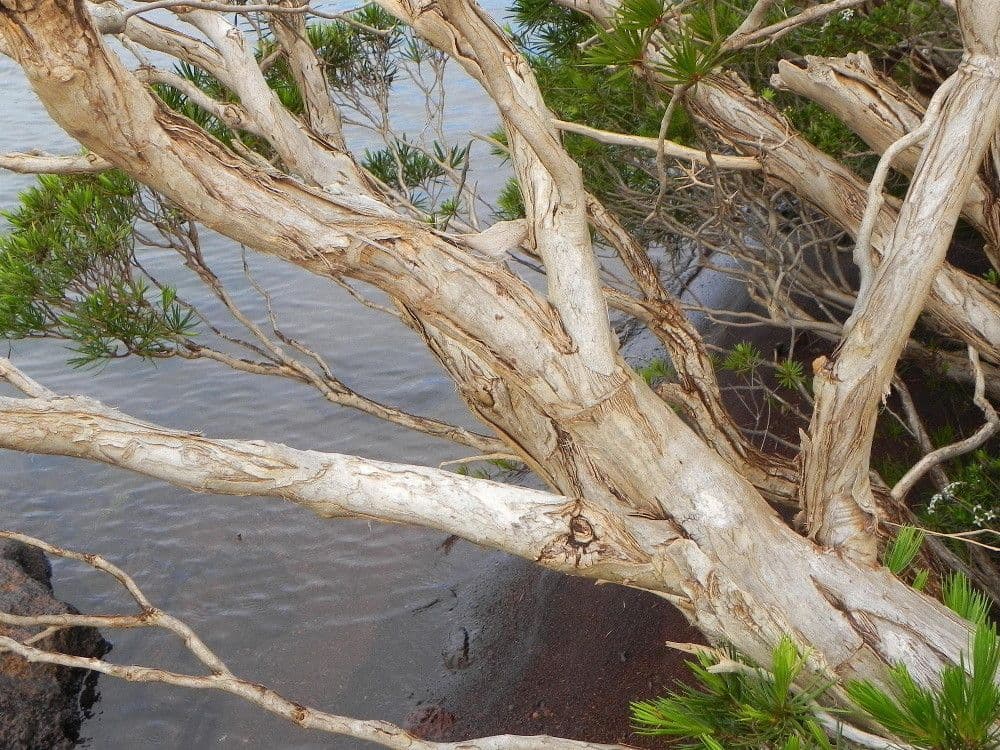 Melaleuca 7