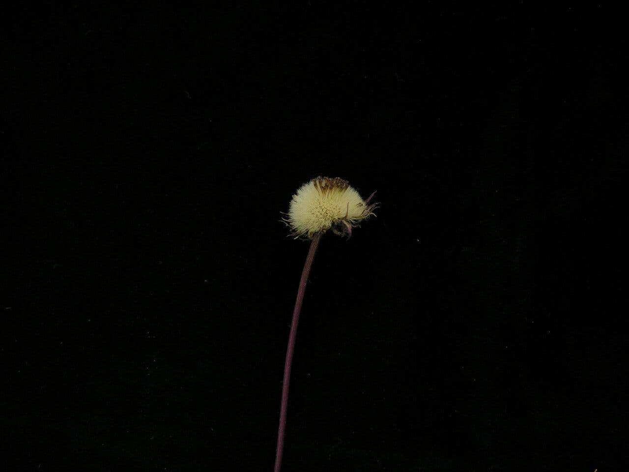 Astro 4