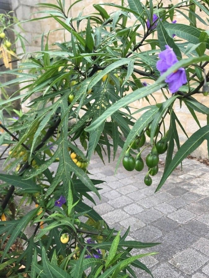 Solanum nudo 5
