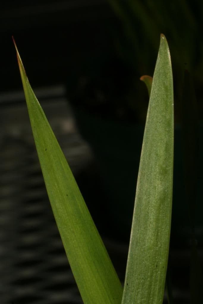 Xyris tennesseensis 16